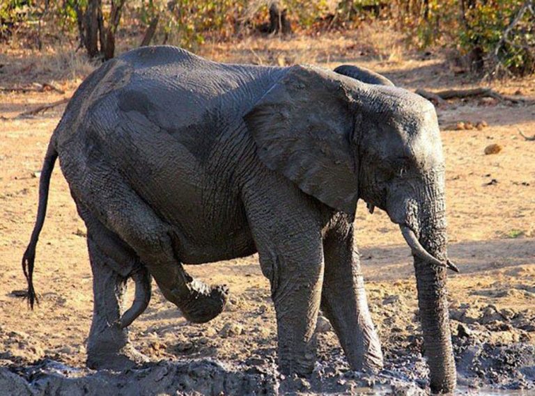 ba kruger safaris img2 v1 768x569